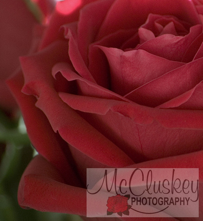 Rose photograph