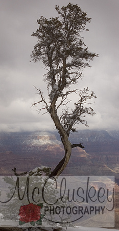 Curving Tree, South Rim of the Grand Canyon, AZ