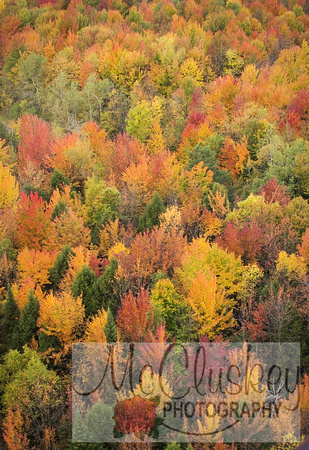 Fall Foliage from the air